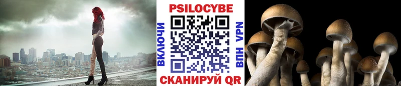 Галлюциногенные грибы Cubensis  блэк спрут как зайти  Шилка 